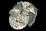 Fossil Ammonite (Sphenodiscus) in Rock - South Dakota #143840-1